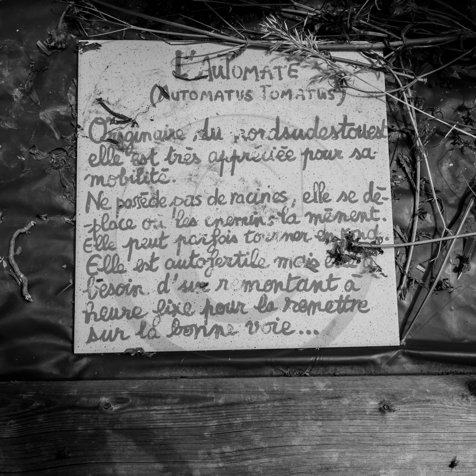 12 juin 2019 : Après-midi au jardin 12 juin 2019 : Après-midi au jardin