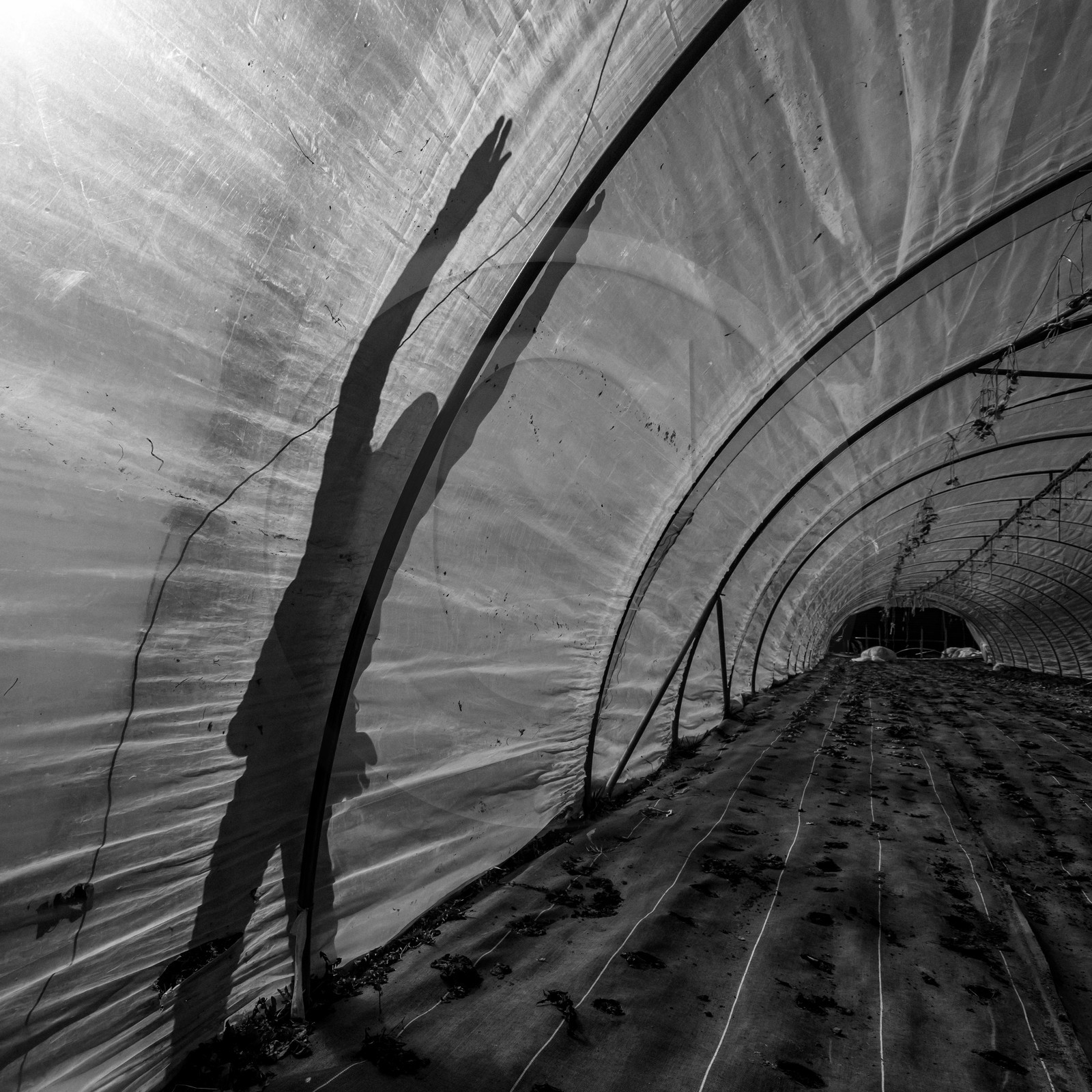 Montage de serres tunnel