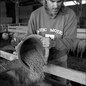 Elevage brebis à viande