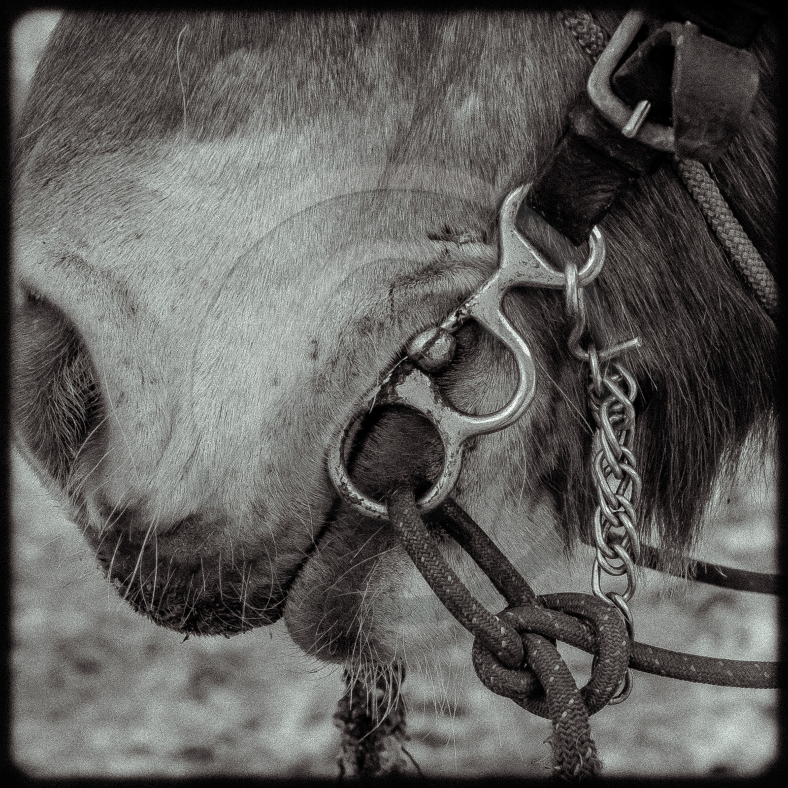 Portraits des animaux de la ferme