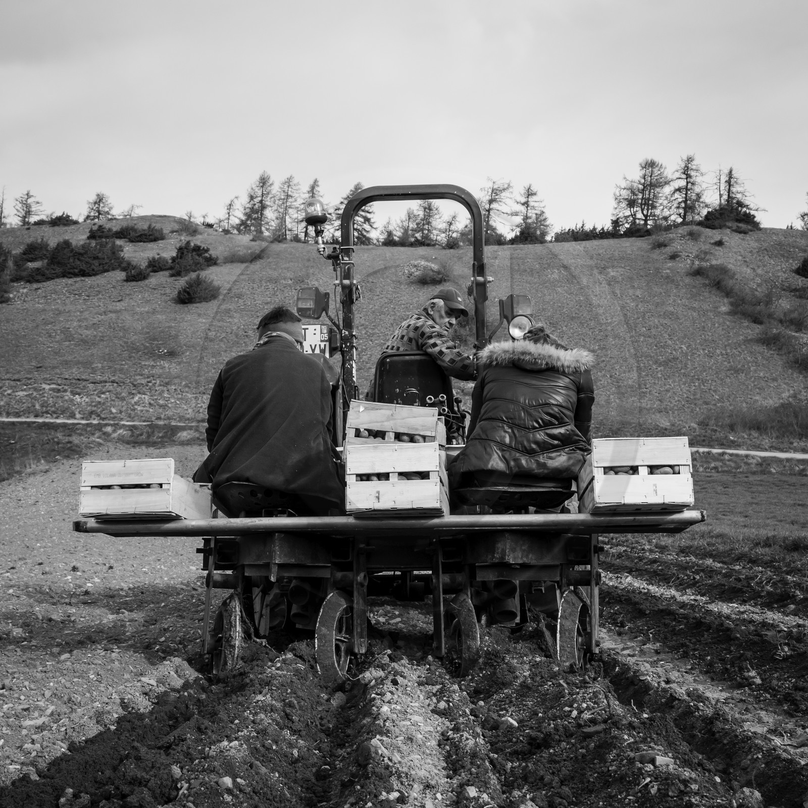 La plantation des pommes de terre