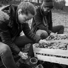 La plantation des pommes de terre