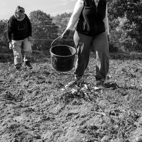 La récolte des pommes de terre avec un cheval