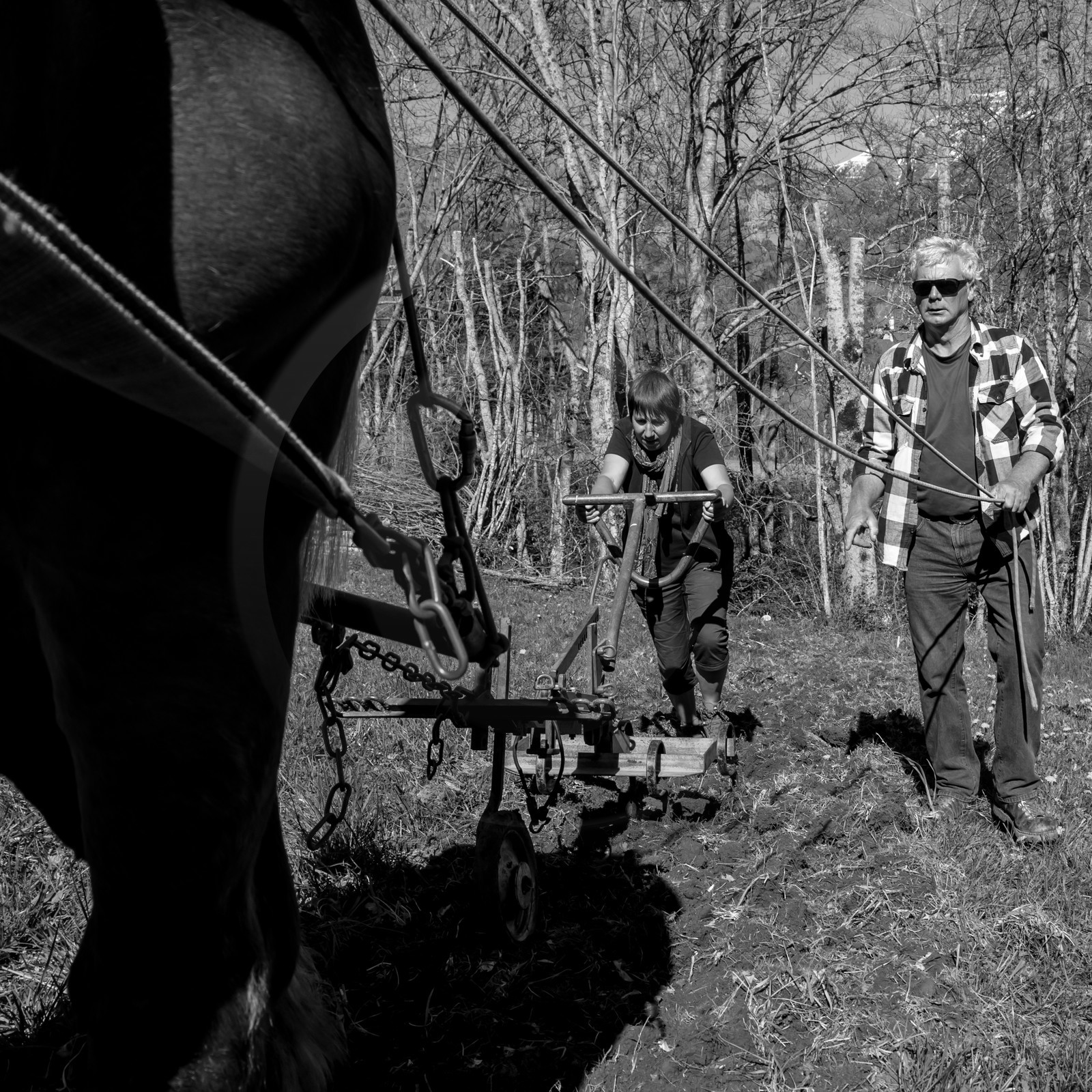 Labour avec un cheval - 17 04 17