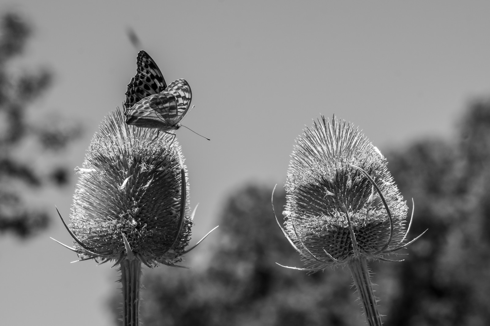 16 juillet 2025 : Les Triplettes