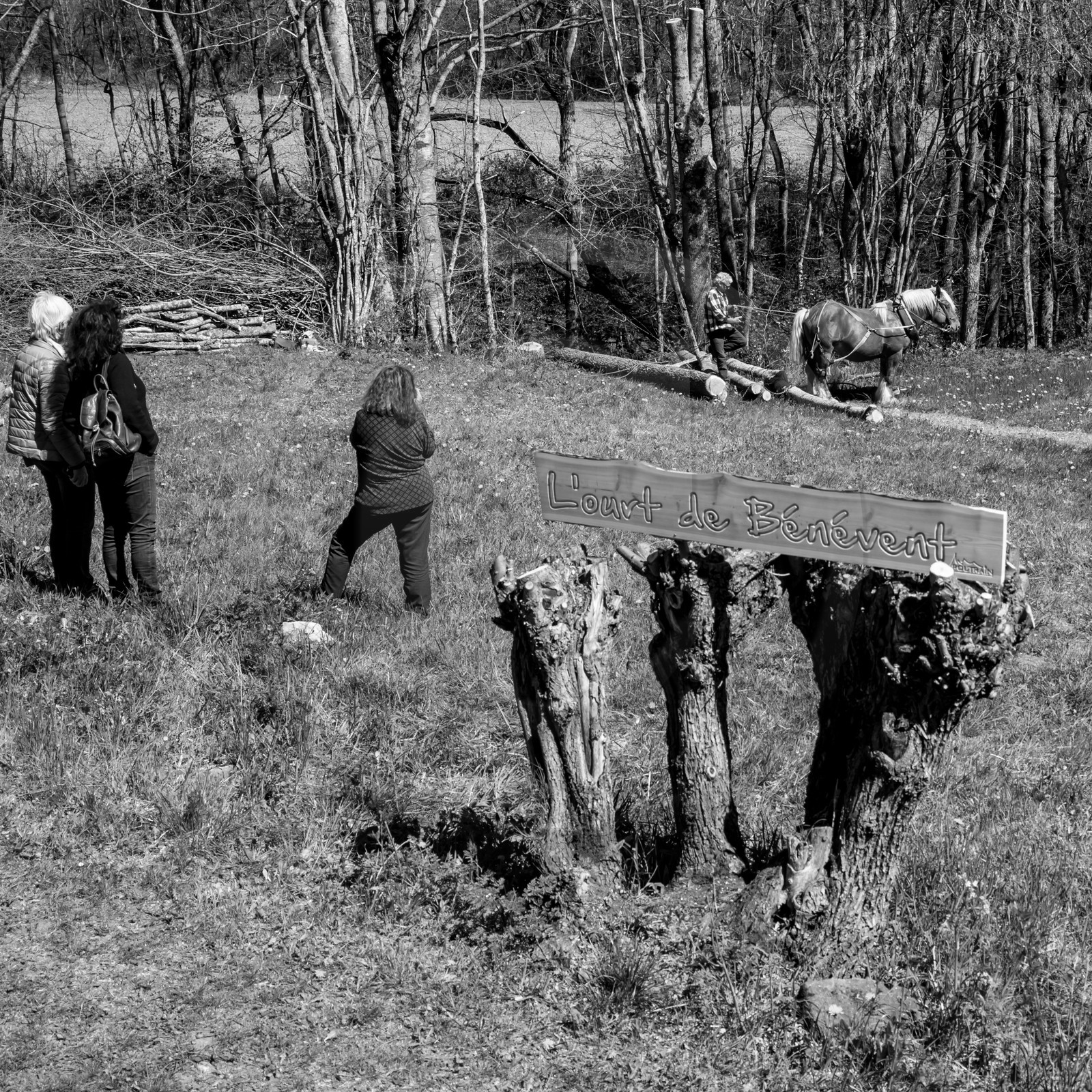 Débardage avec un cheval - 17 04 17