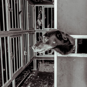 La Valgaude Traineau 2015