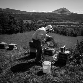 La récolte du miel