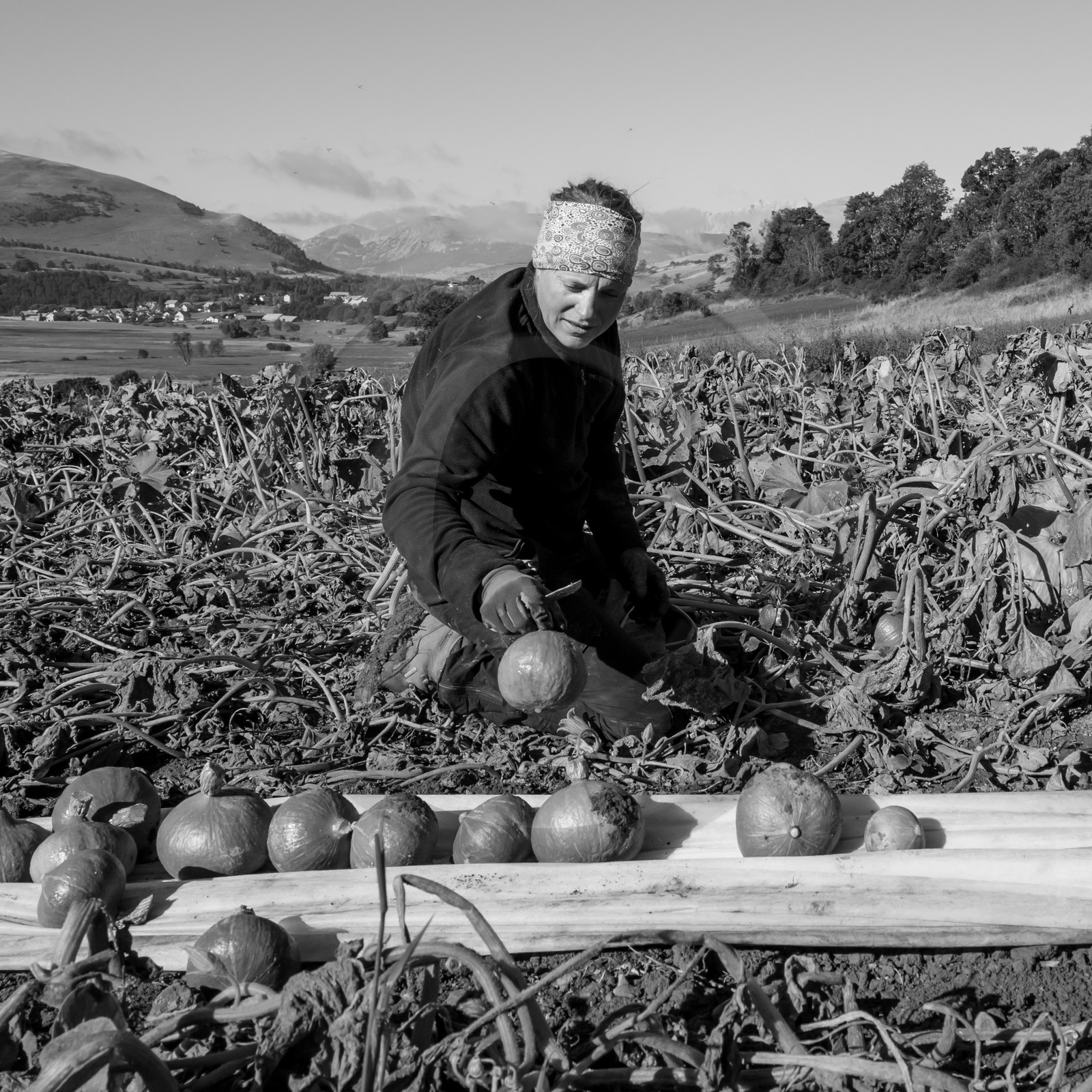 La récolte des courges