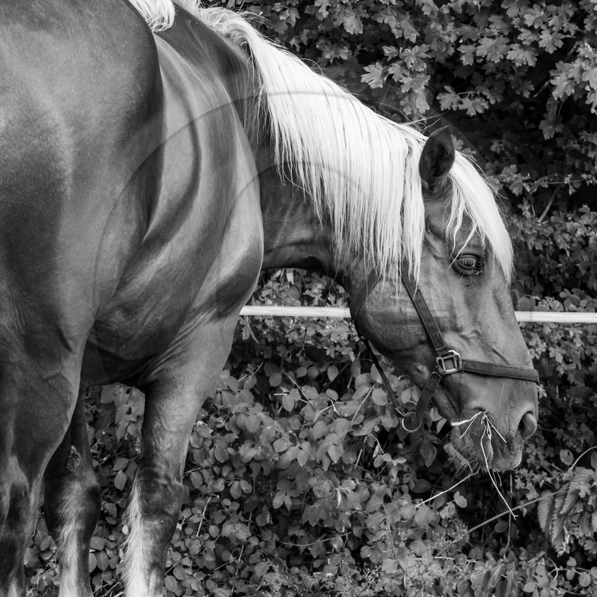 Jeanne Bleuse - Festival de Chaillol