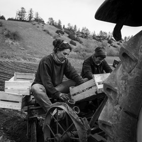 La plantation des pommes de terre