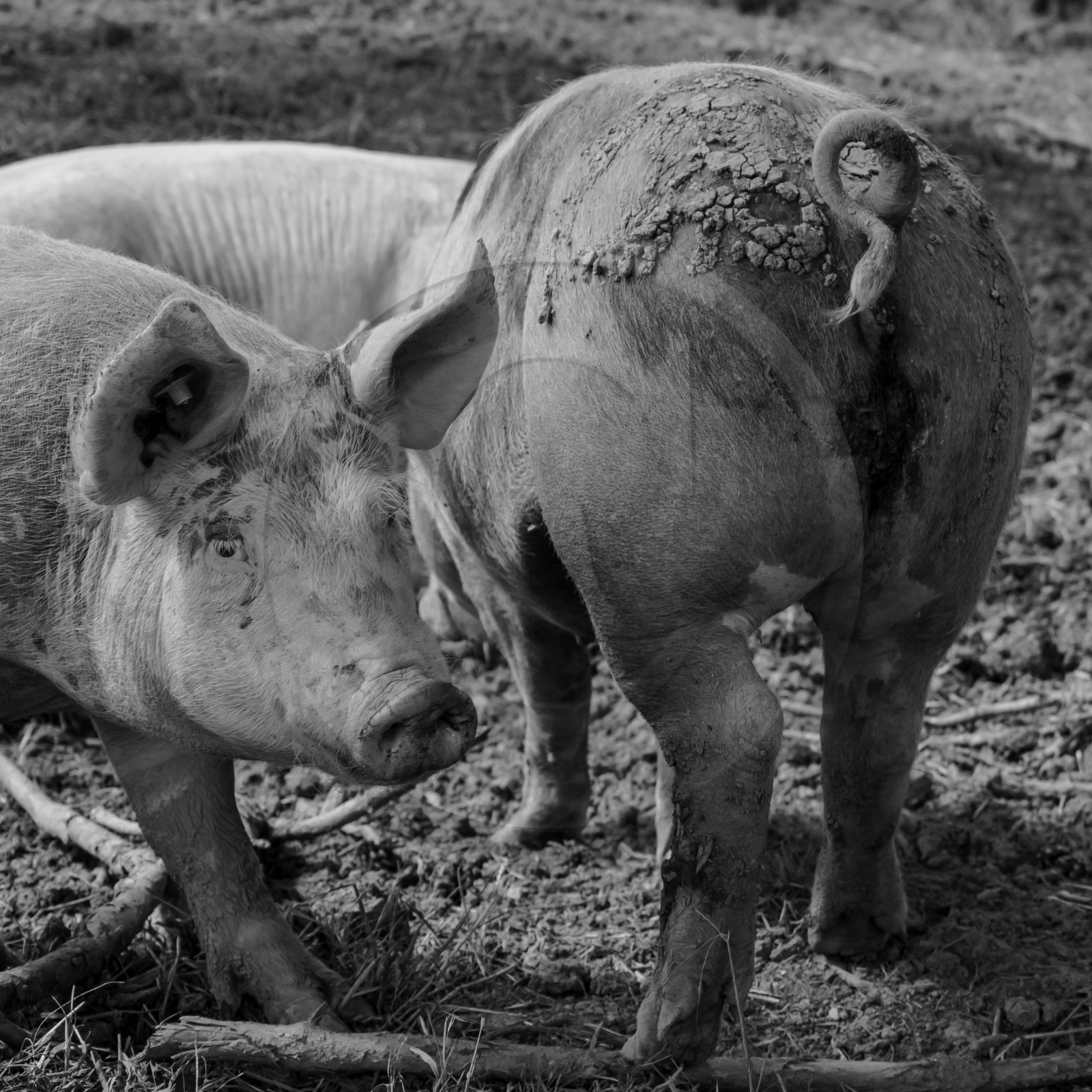 Elevage biologique de cochons en plein air