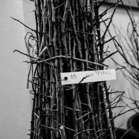 Greffe d'arbres