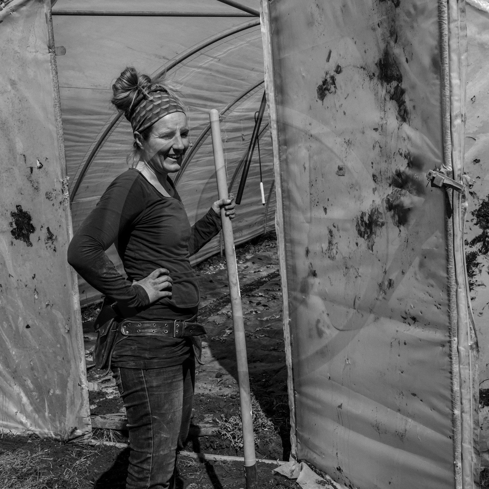 Montage de serres tunnel