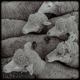 Moutons