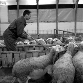 Elevage brebis laitières