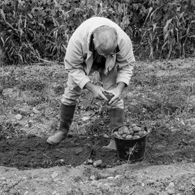 La récolte des pommes de terre avec un cheval