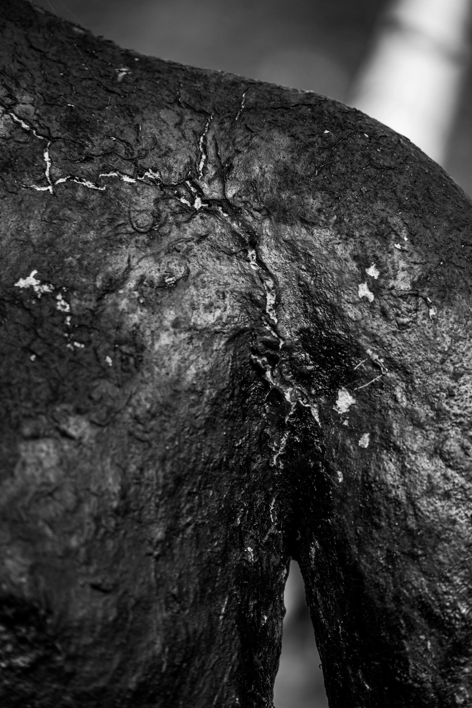 Exposition La forêt d'hommes, une création de Barbara Fougnon, artiste plasticienne