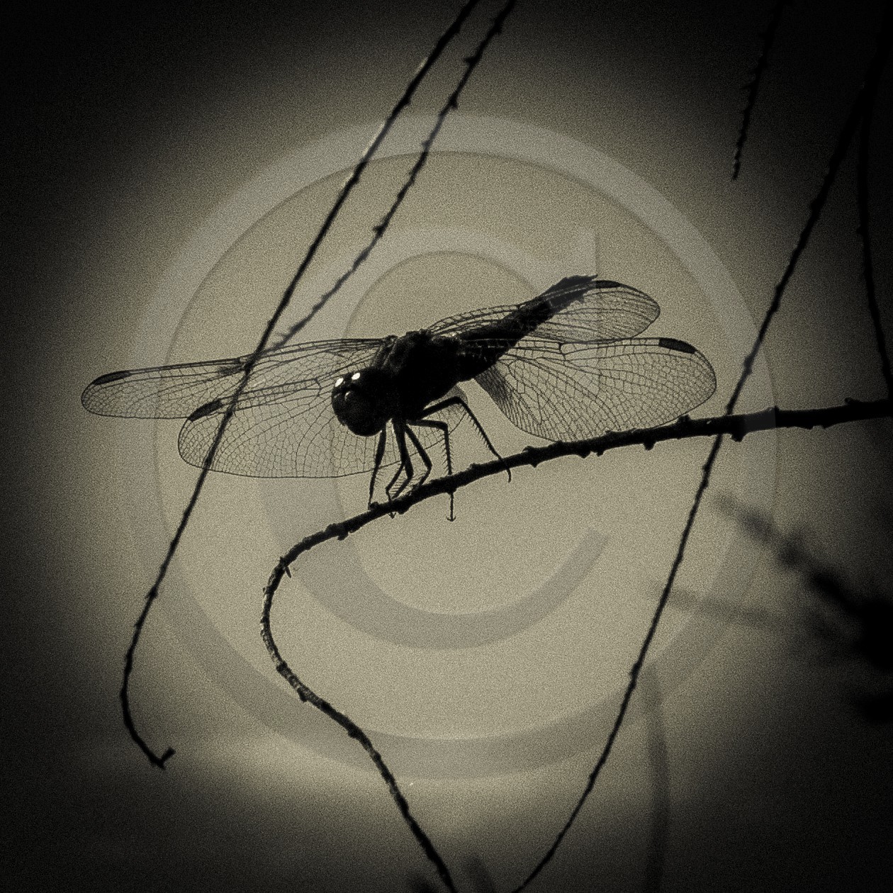 Portrait de libellule Portrait de libellule