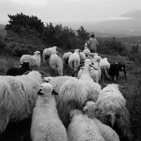 La transhumance des brebis