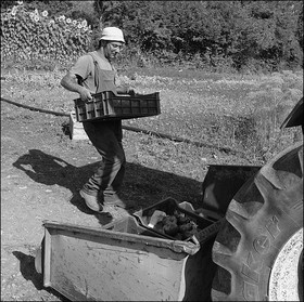 Maraichage à Pelleautier
