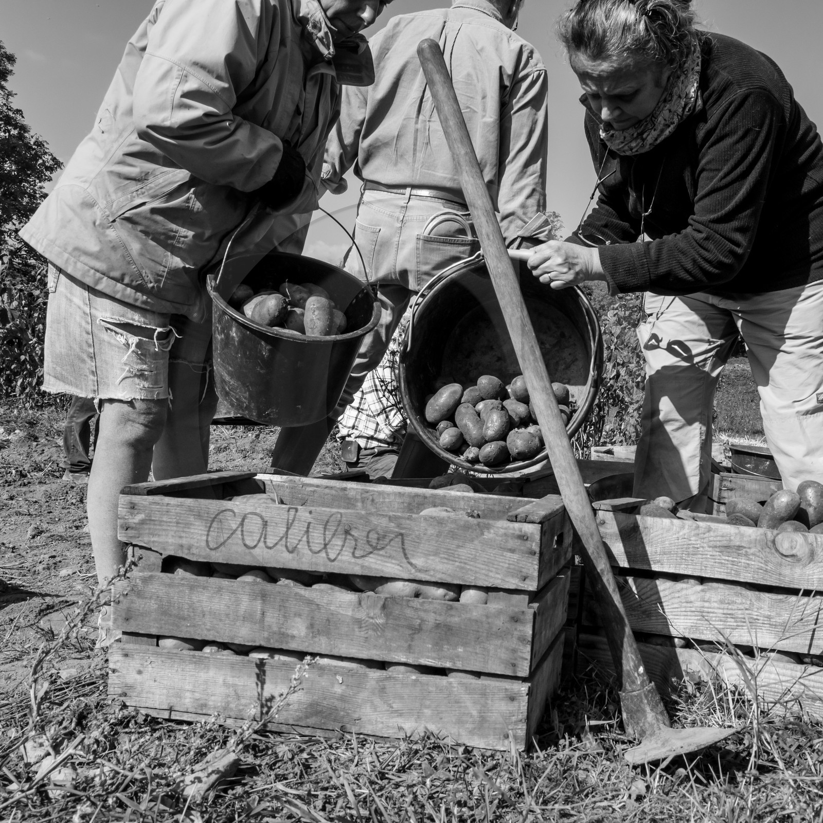 La récolte des pommes de terre avec un cheval