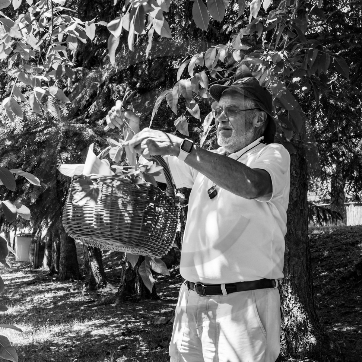 29 juin 2022 : Découverte des plantes sauvages