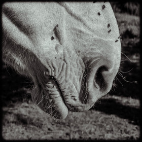Cheval