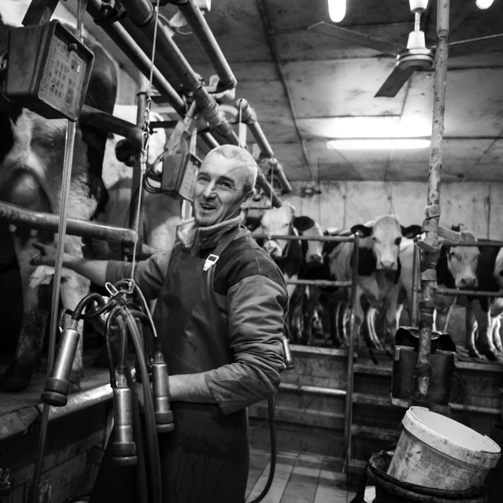 La traite des vaches