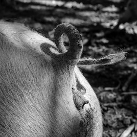 Elevage biologique de cochons en plein air