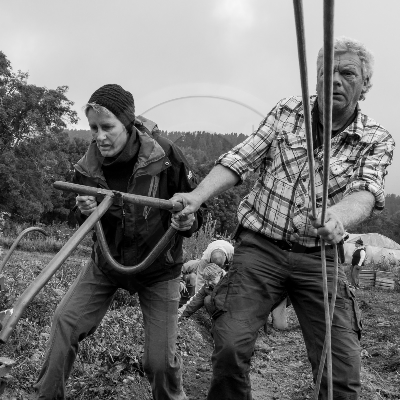 La récolte des pommes de terre avec un cheval