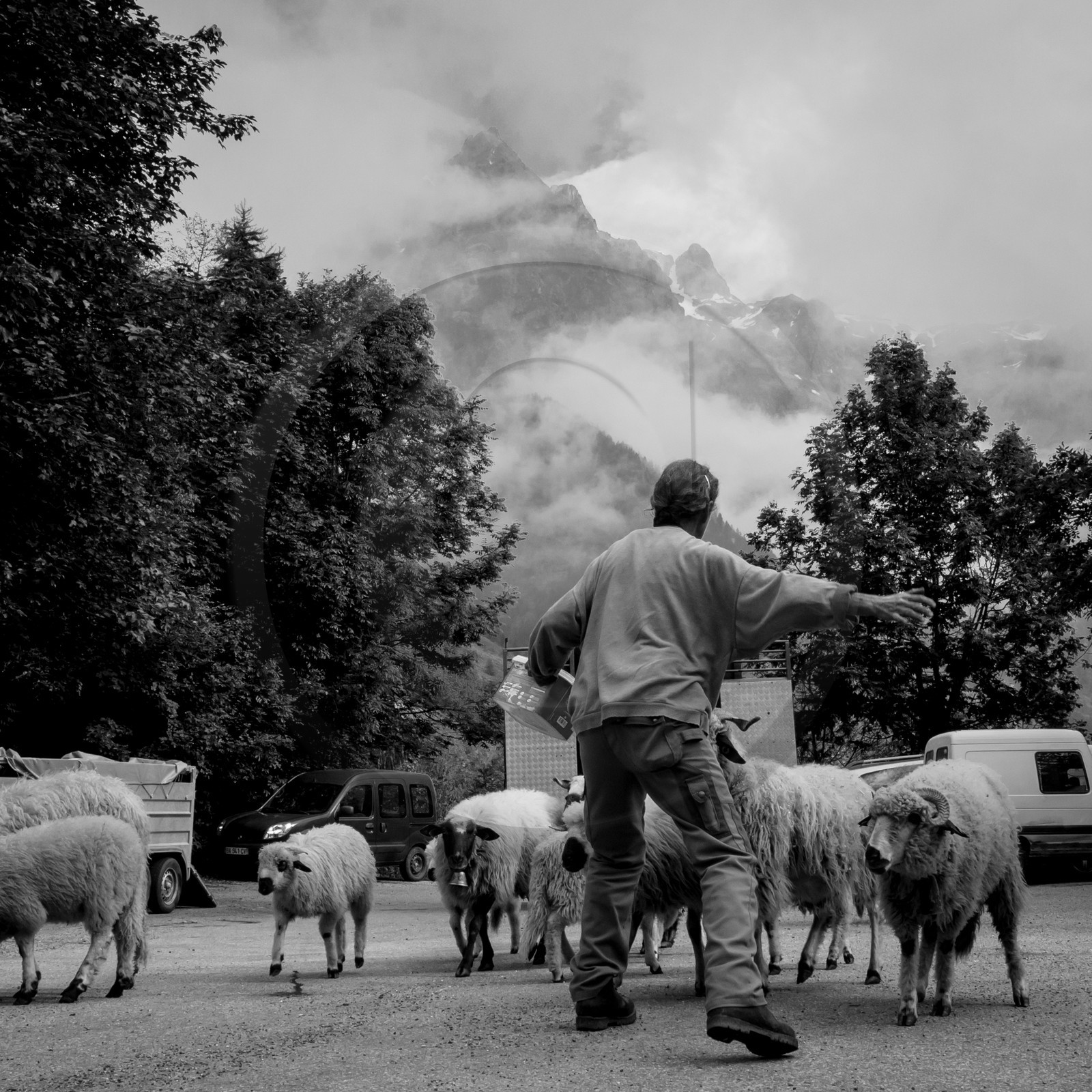 La transhumance des brebis