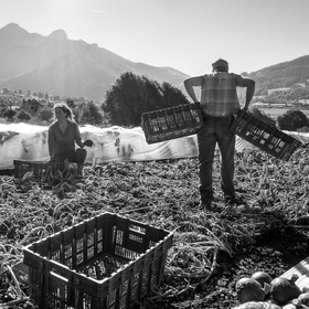 La récolte des courges