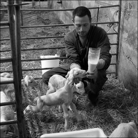 Elevage brebis laitières