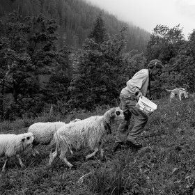 La transhumance des brebis