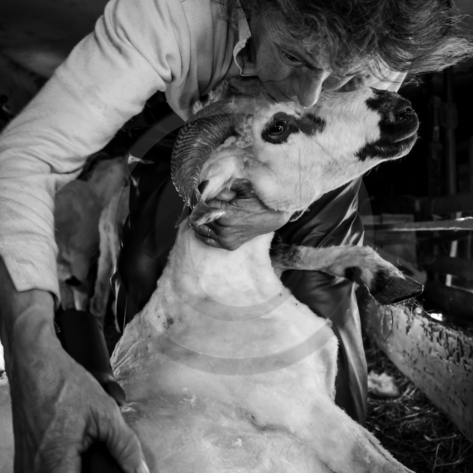 La tonte des moutons