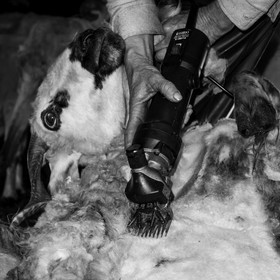 La tonte des moutons