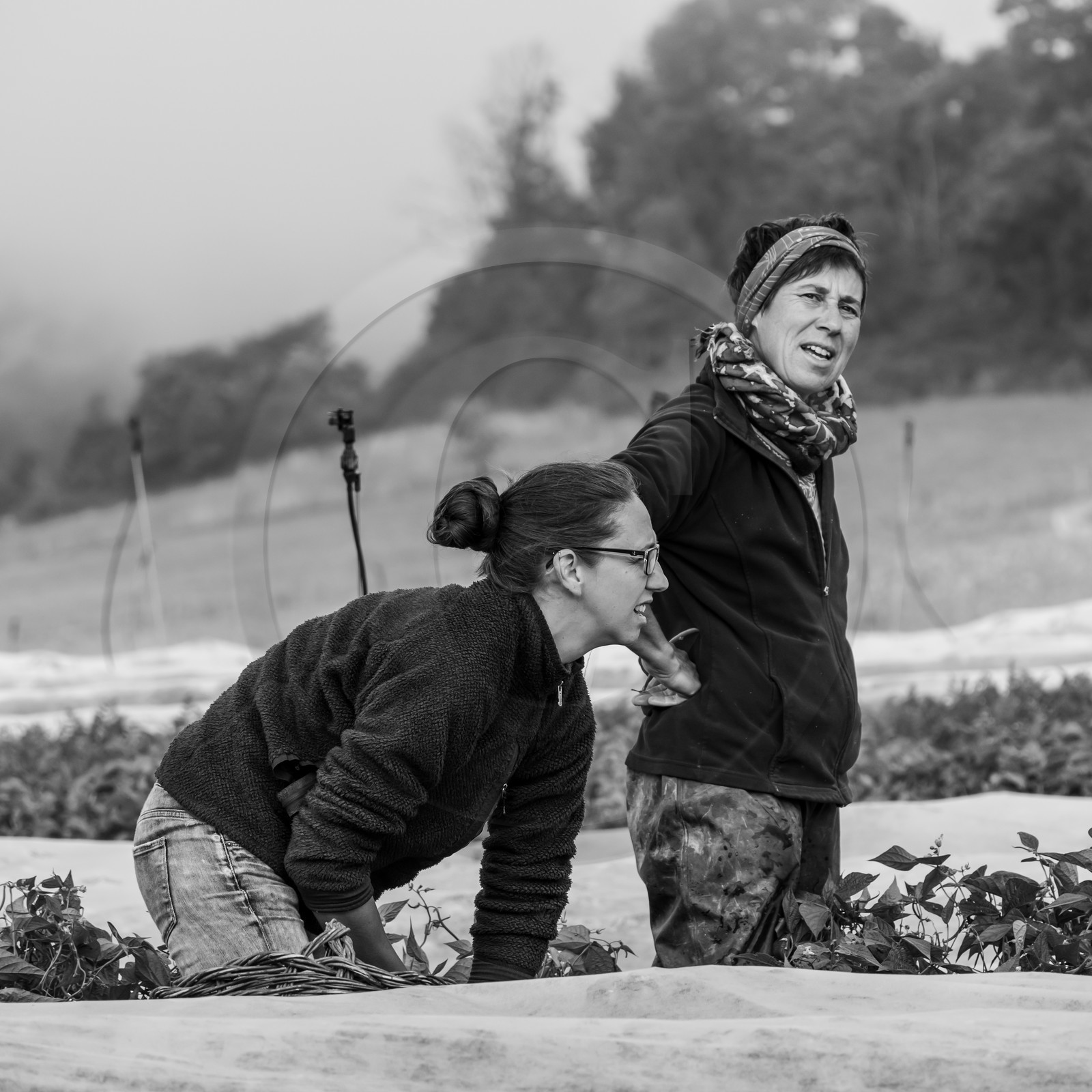 Maraichage biologique dans le Champsaur Maraichage biologique dans le Champsaur