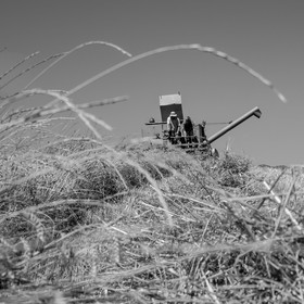 Les moissons dans le Champsaur