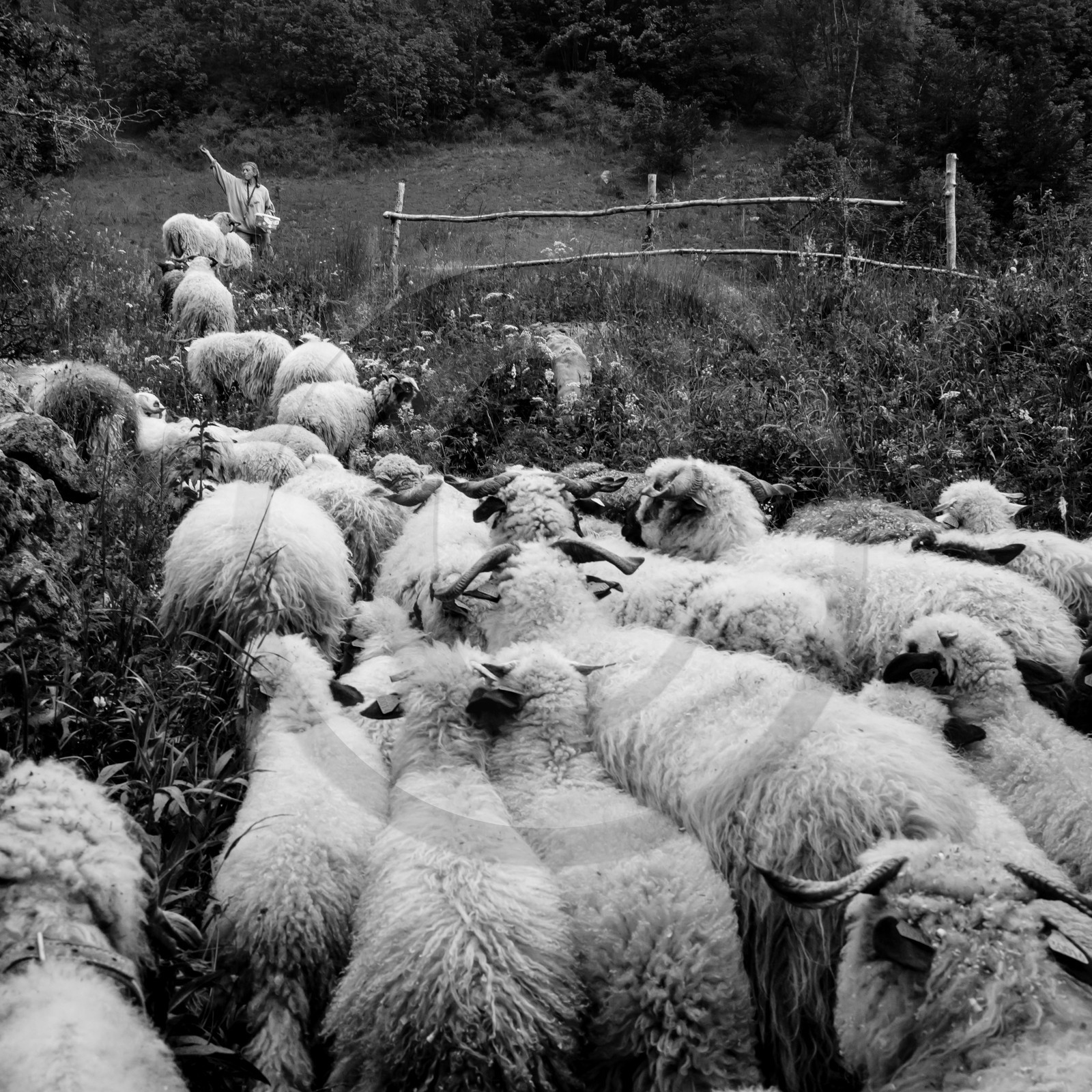 La transhumance des brebis