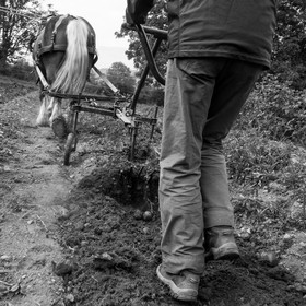 La récolte des pommes de terre avec un cheval