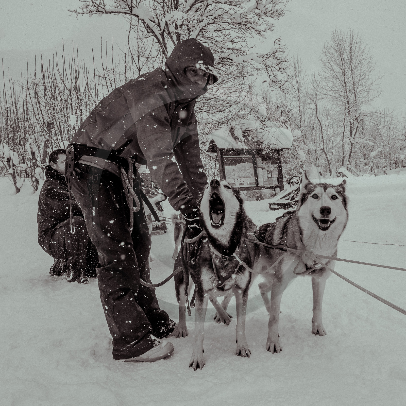 La Valgaude Traineau 2015 La Valgaude Traineau 2015