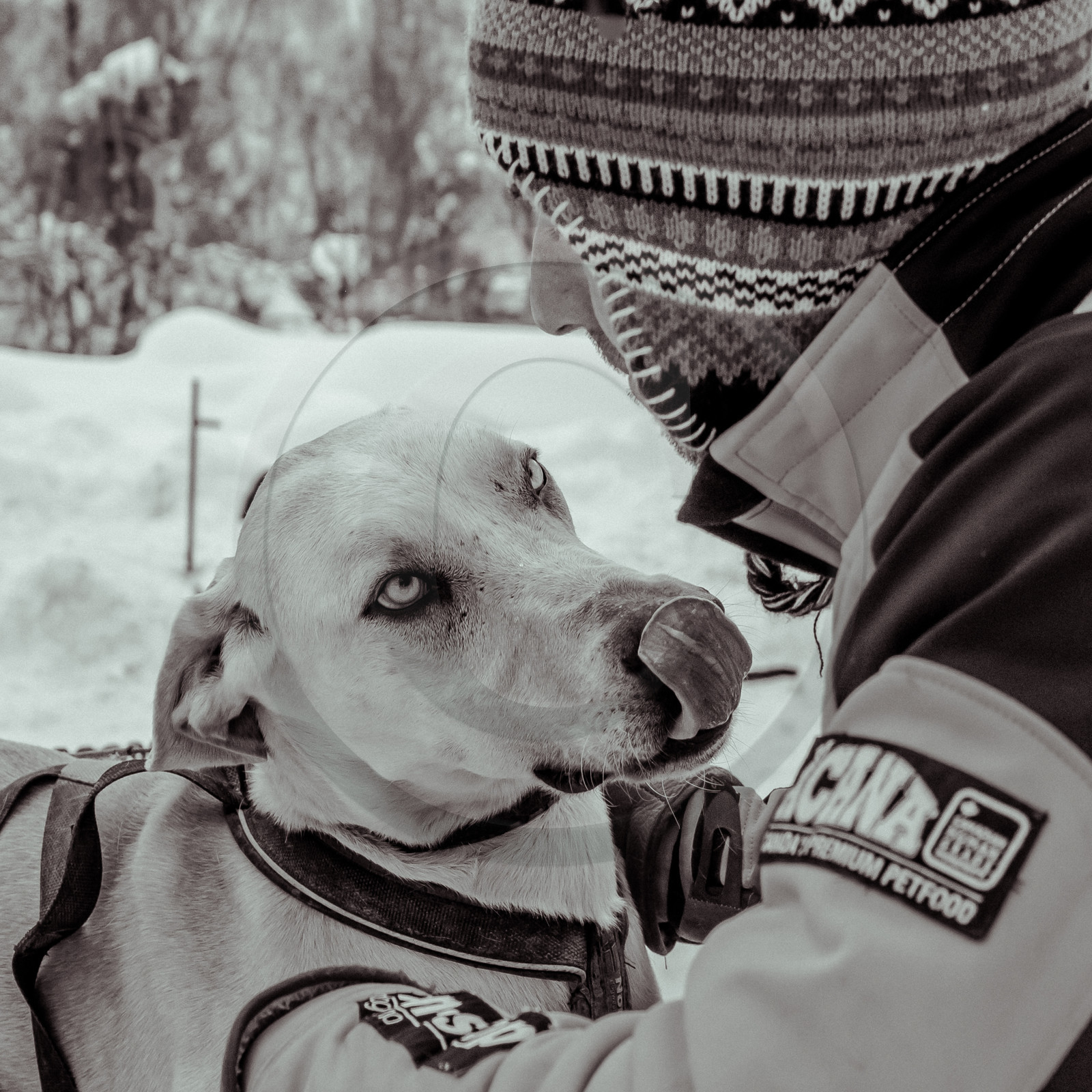 La Valgaude Traineau 2015