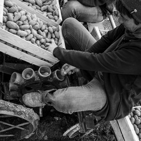La plantation des pommes de terre