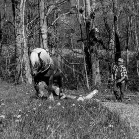 Débardage avec un cheval - 17 04 17