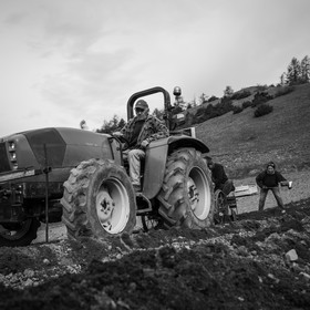 La plantation des pommes de terre