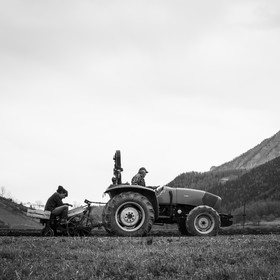 La plantation des pommes de terre