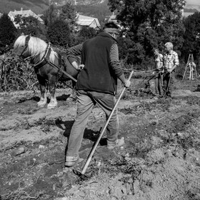 La récolte des pommes de terre avec un cheval