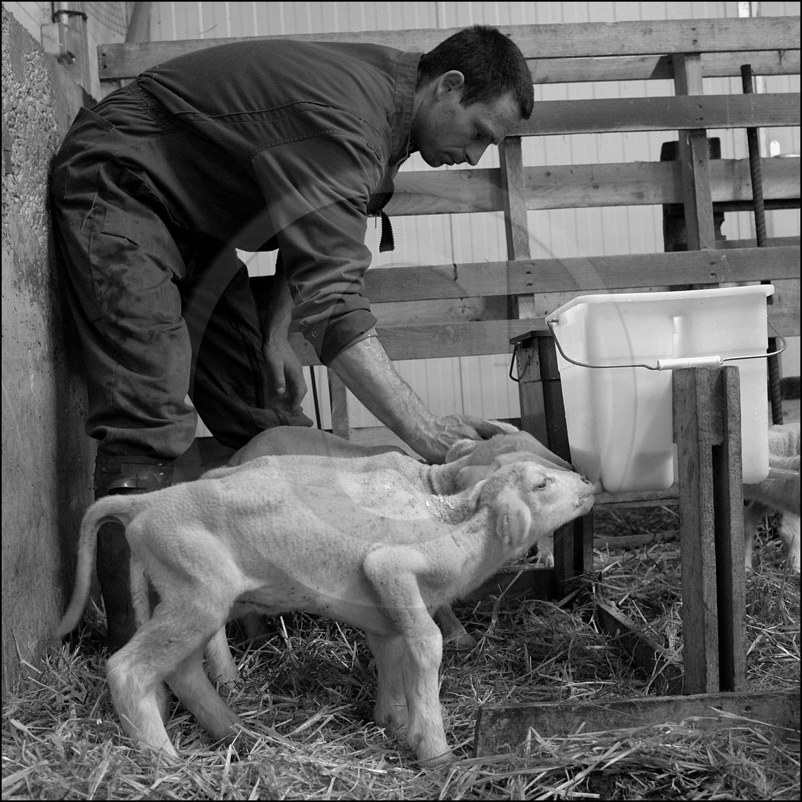 Elevage brebis laitières