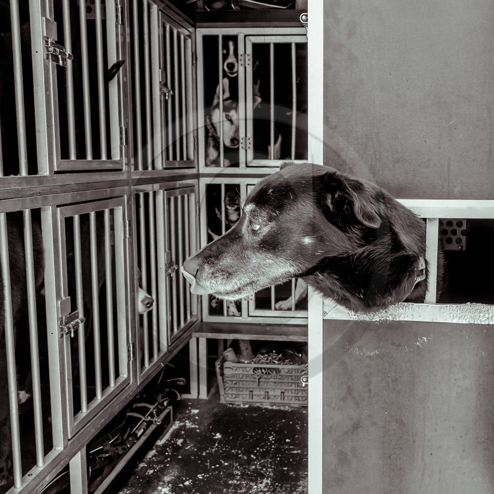 La Valgaude Traineau 2015